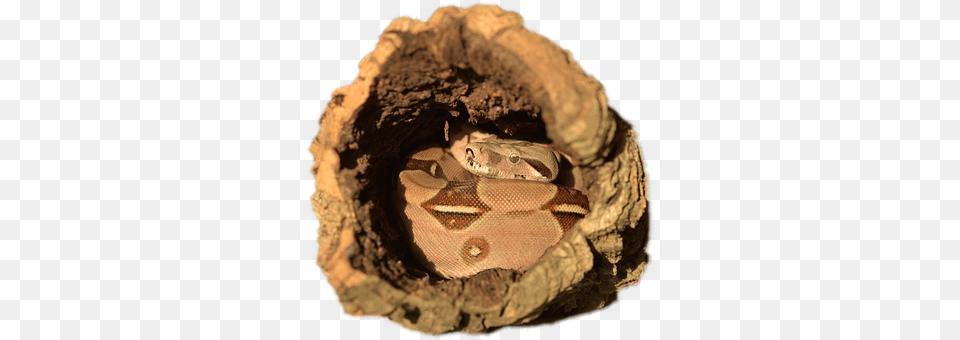Emperor Snake Animal, Reptile Png Image
