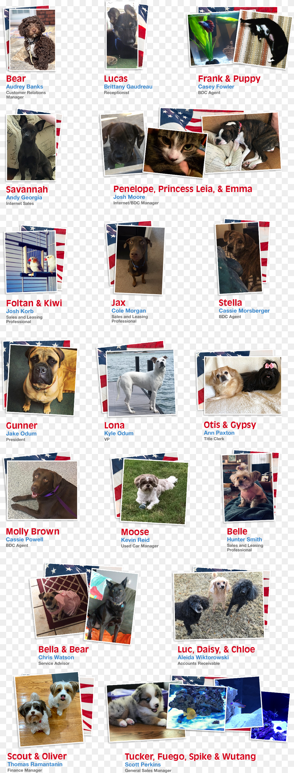 Employee Pets, Art, Collage, Dog, Animal Free Transparent Png