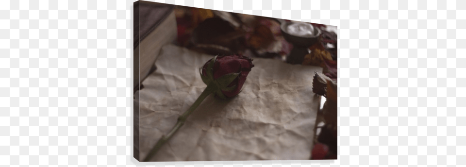 Empty Old Paper With Rose And A Candle And Bible On Printing, Bud, Flower, Petal, Plant Png Image