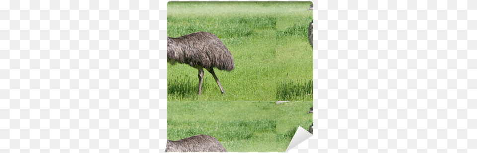 Emu, Animal, Bird, Livestock, Mammal Free Png