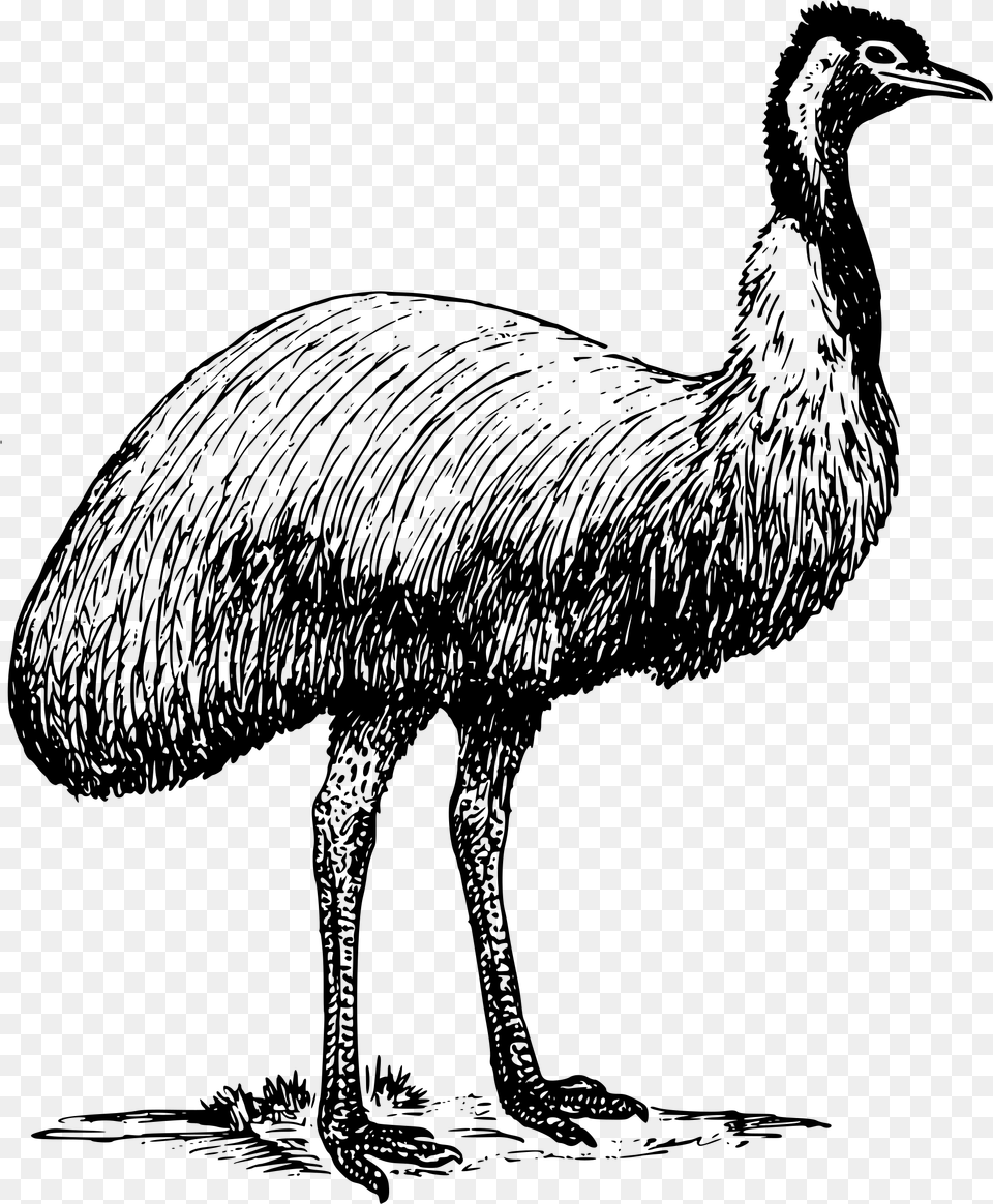 Emu, Gray Png Image