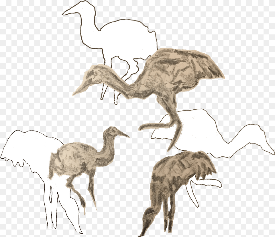 Emu, Animal, Bird, Dinosaur, Reptile Png Image