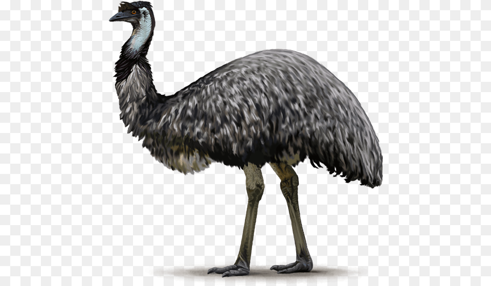 Emu, Animal, Beak, Bird Png