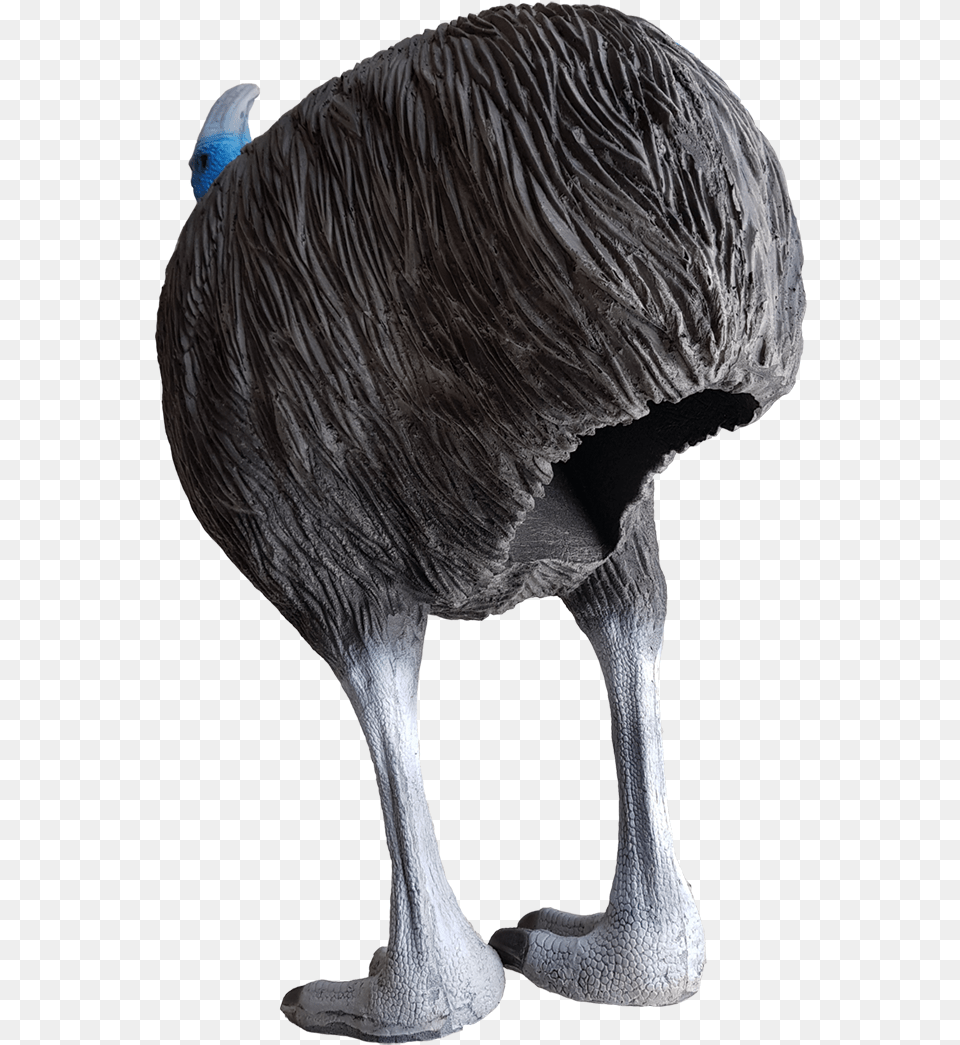 Emu, Animal, Bird, Beak Free Png