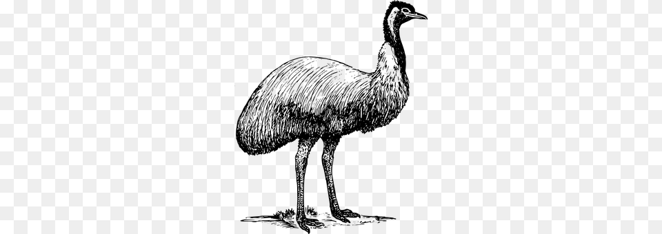Emu Gray Png Image