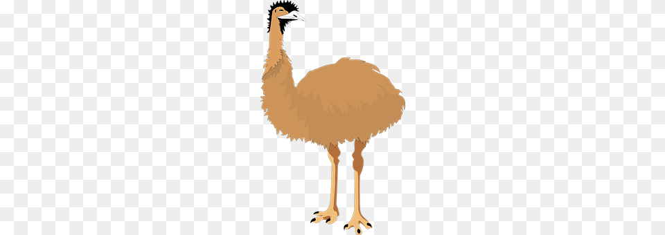 Emu Animal, Bird Free Transparent Png