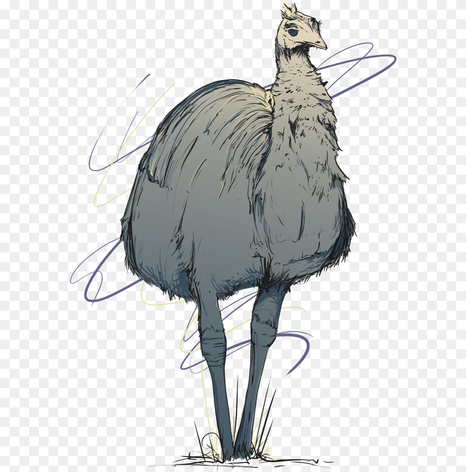 Emu, Animal, Bird Png