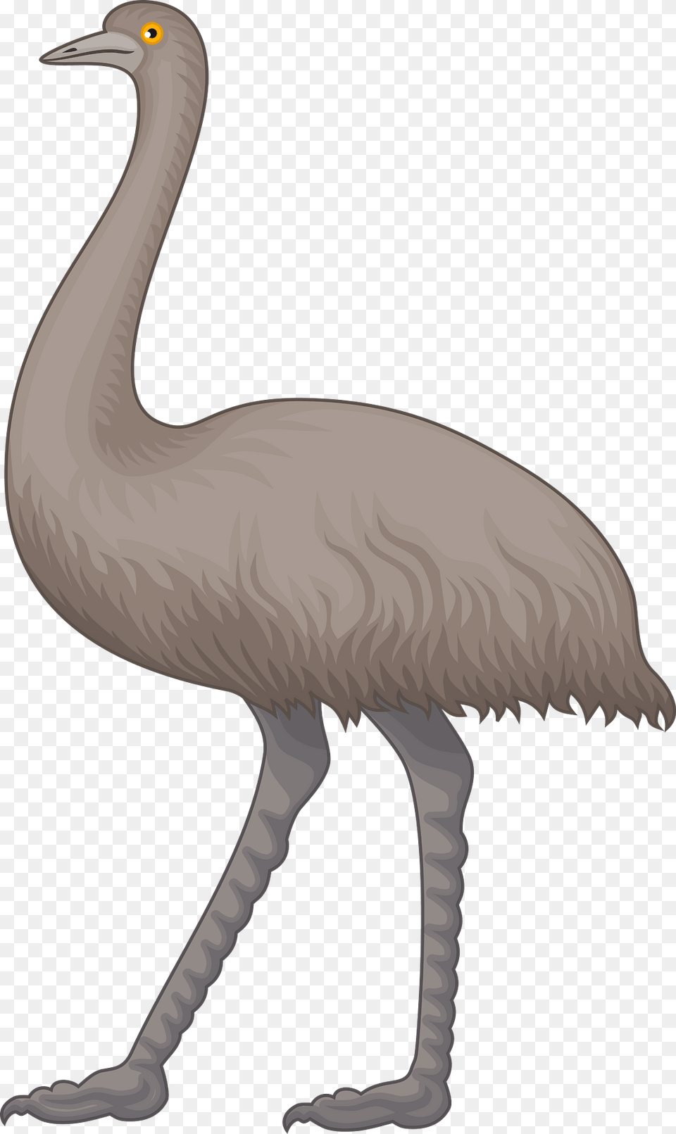 Emu Clipart, Animal, Bird, Waterfowl, Crane Bird Free Png