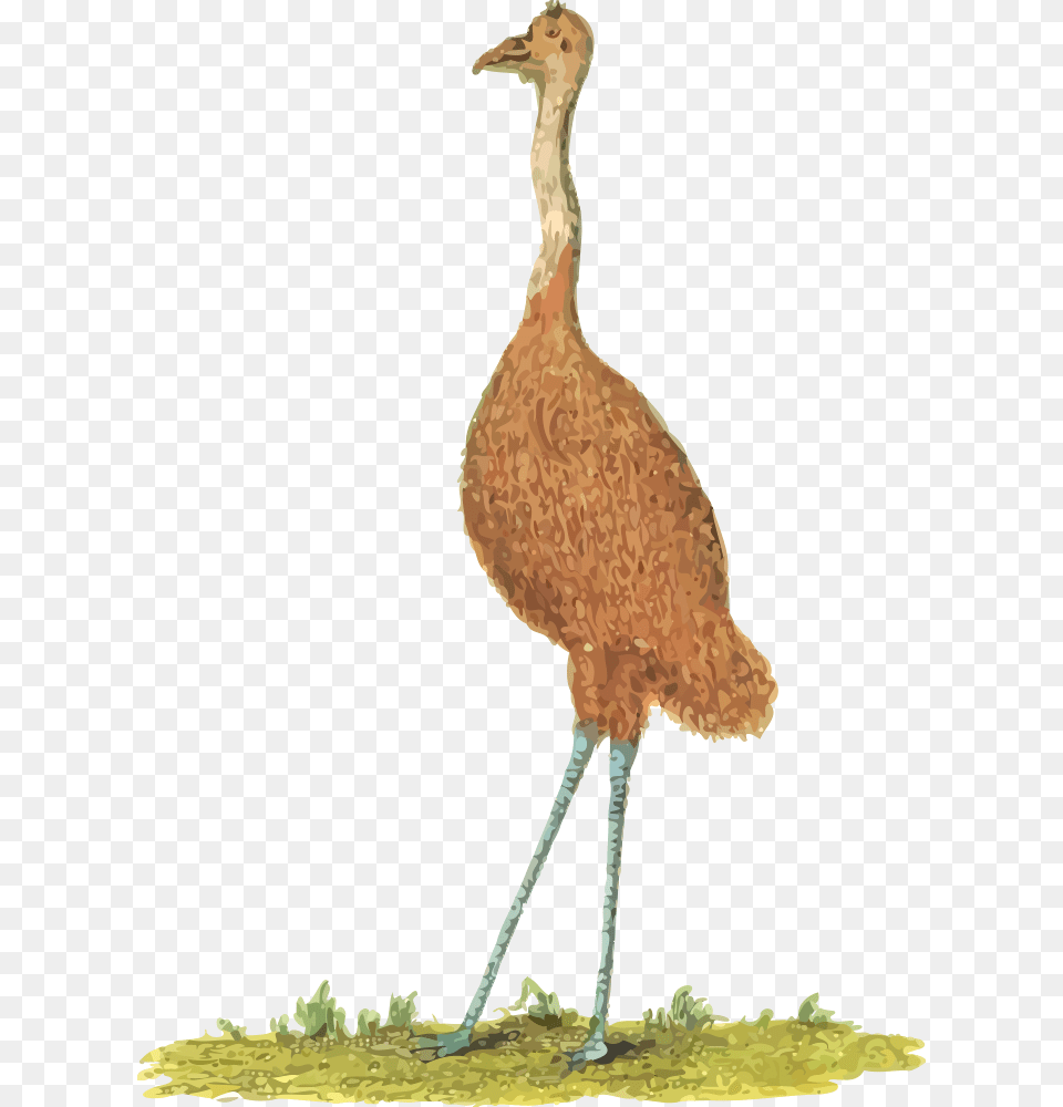 Emu Emu Bird Clipart, Animal, Waterfowl, Beak Free Transparent Png