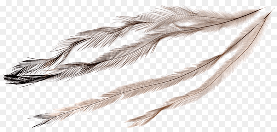 Emu Feather, Leaf, Plant, Art, Ice Png Image