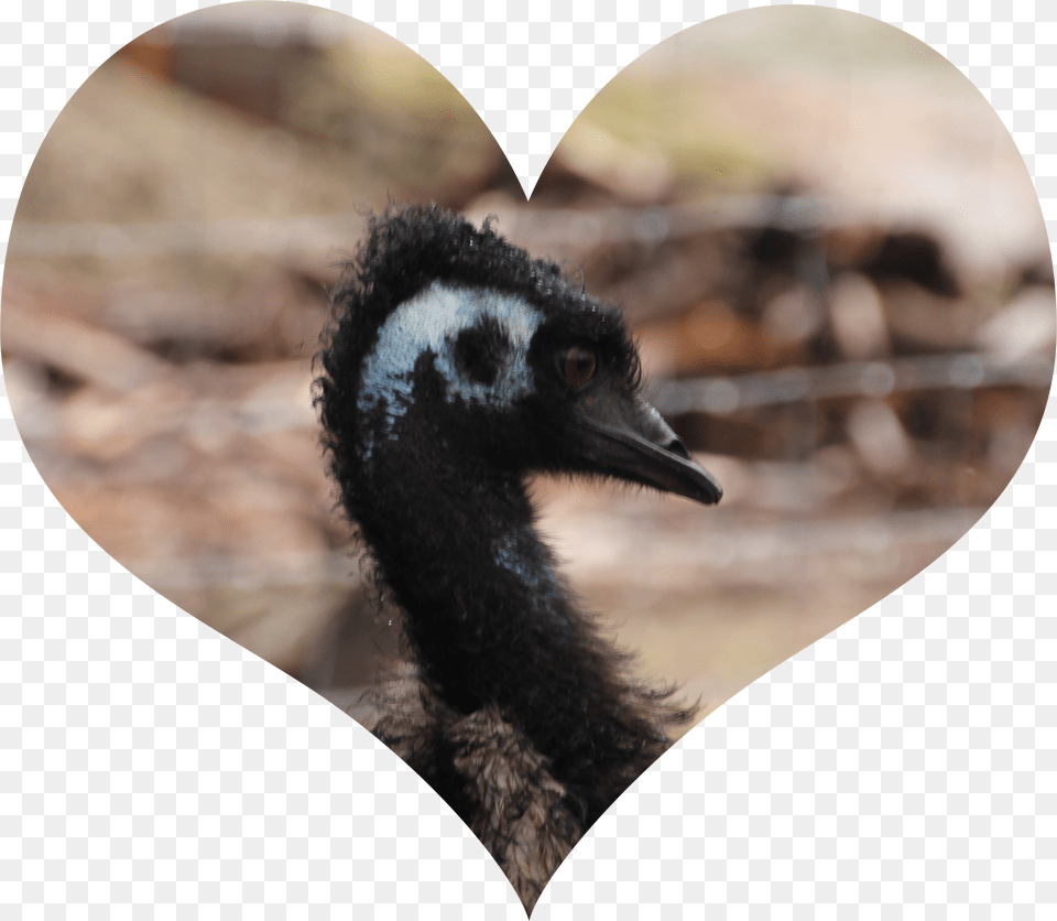 Emu Love, Animal, Bird, Beak Free Transparent Png