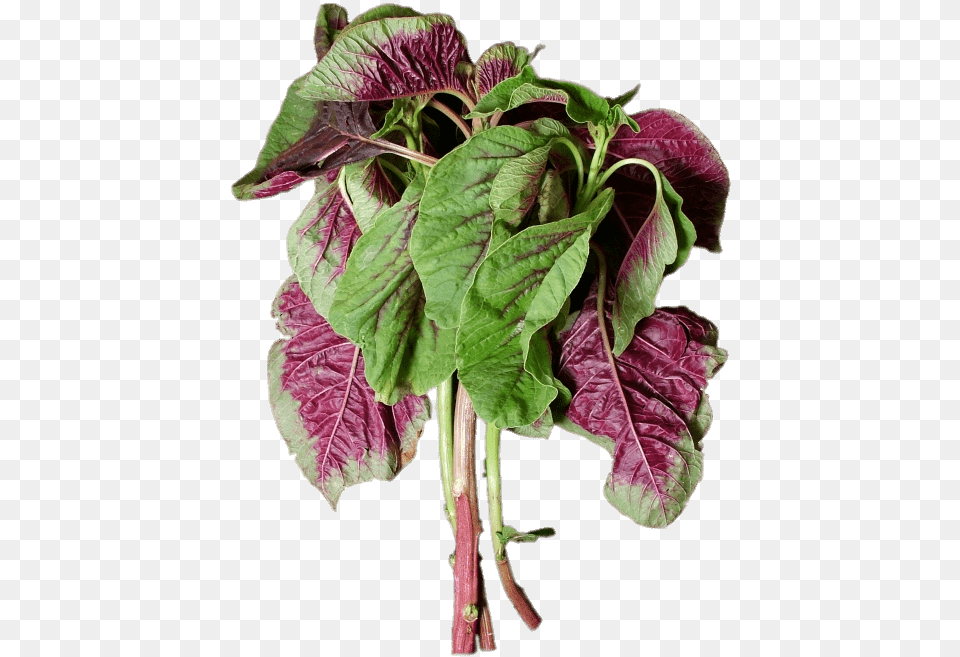 En Choy Chinese Purple Spinach, Leaf, Plant, Flower, Food Png Image