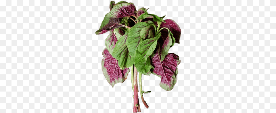 En Choy Purple Spinach, Leaf, Plant, Flower, Grass Free Png Download