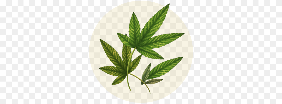 En El Humo De Cigarro Hay Ms De 4 Mil Sustancias Txicas Cannabis, Herbal, Herbs, Leaf, Plant Free Png Download