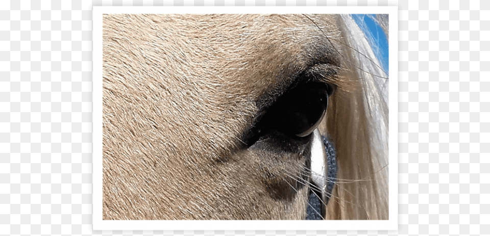 En Que Mare, Animal, Colt Horse, Horse, Mammal Free Png