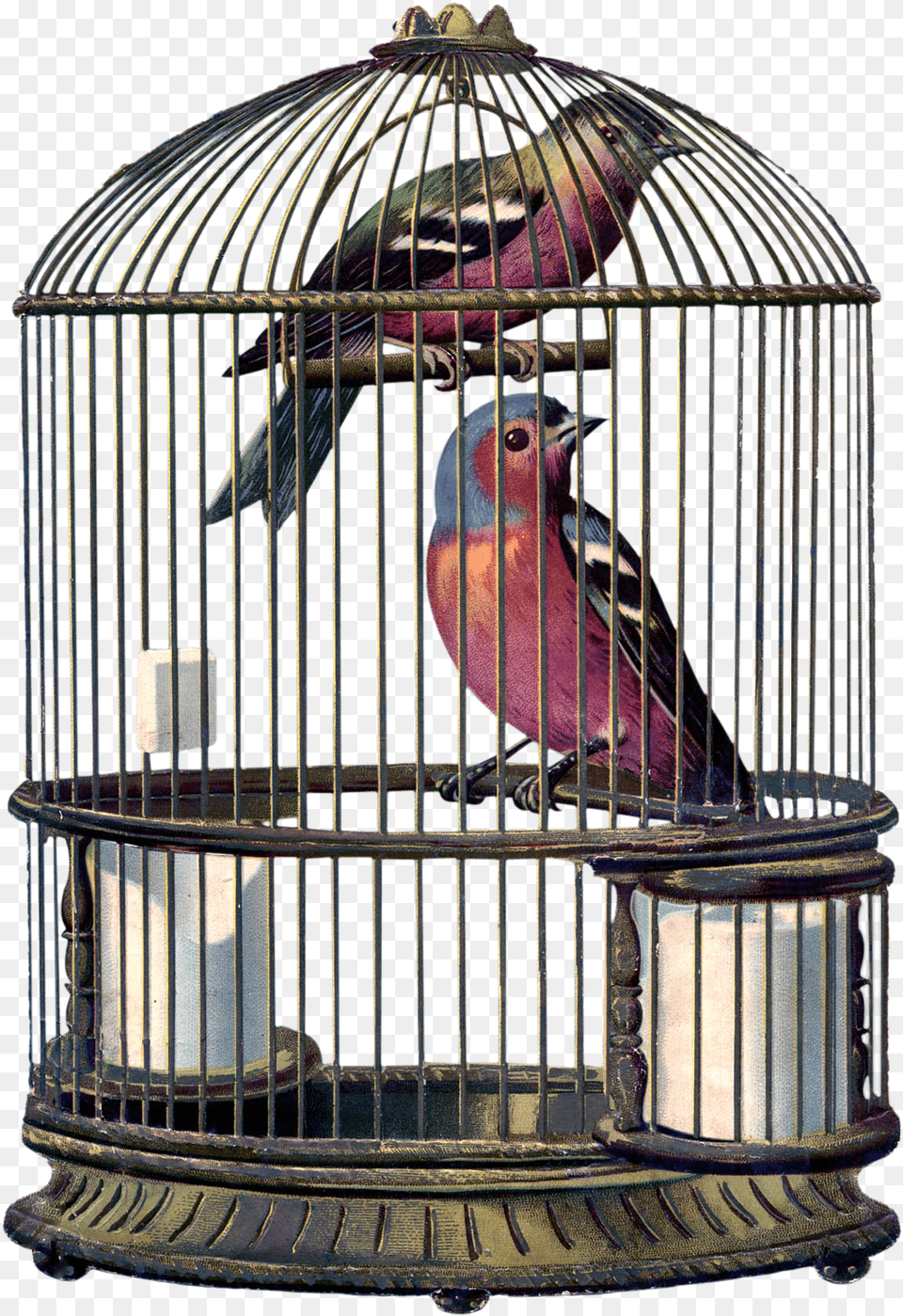 Encantarte Imagens Vintage Bird In A Cage, Animal, Finch Png
