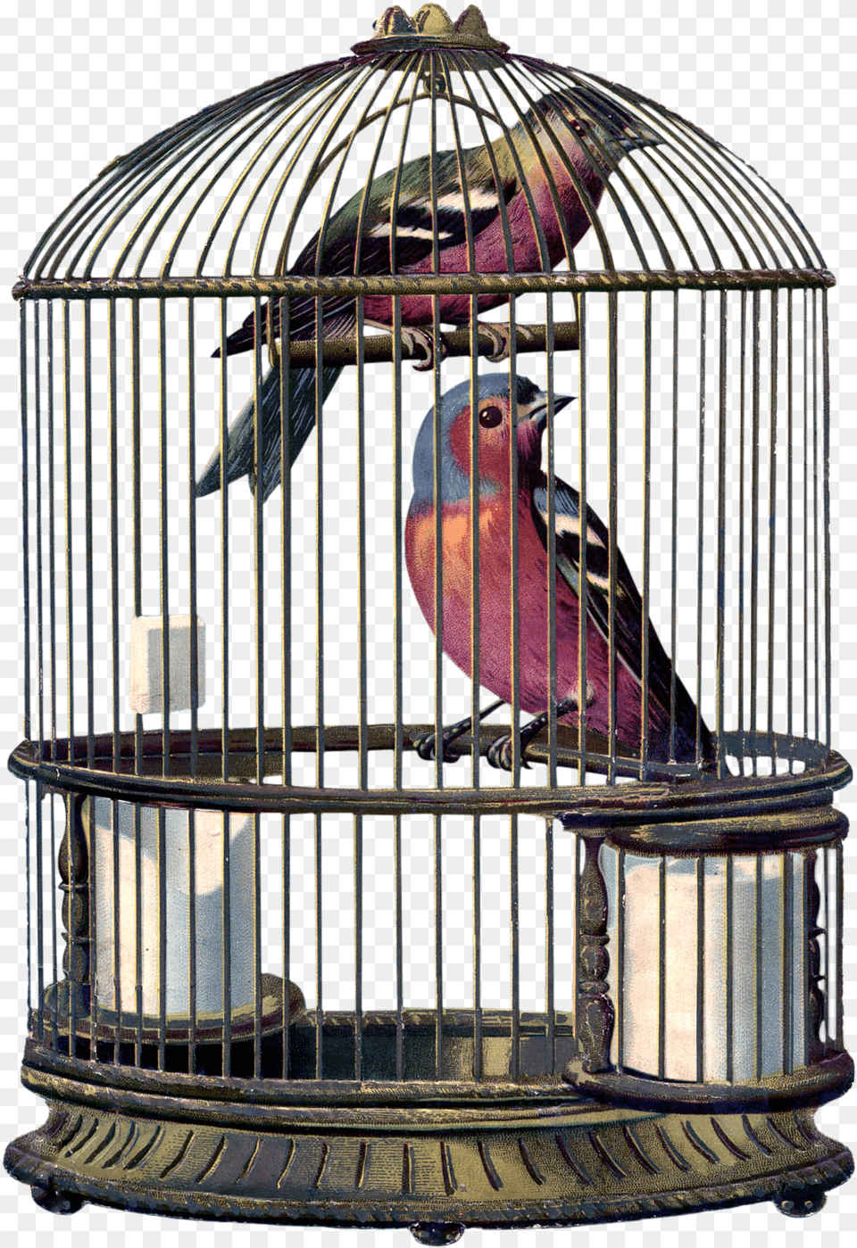 Encantarte Imagens Vintage Bird In Cage, Animal, Finch Free Transparent Png