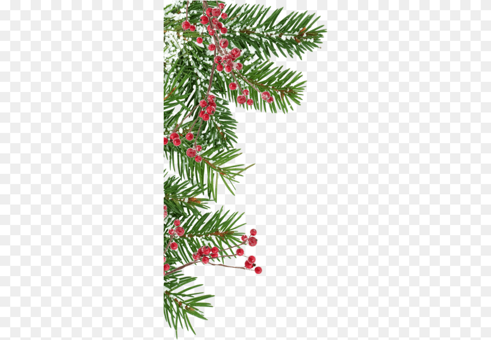 Enchanted Christmas Greenwood Family Park Christmas Tree, Conifer, Fir, Plant, Pine Free Transparent Png