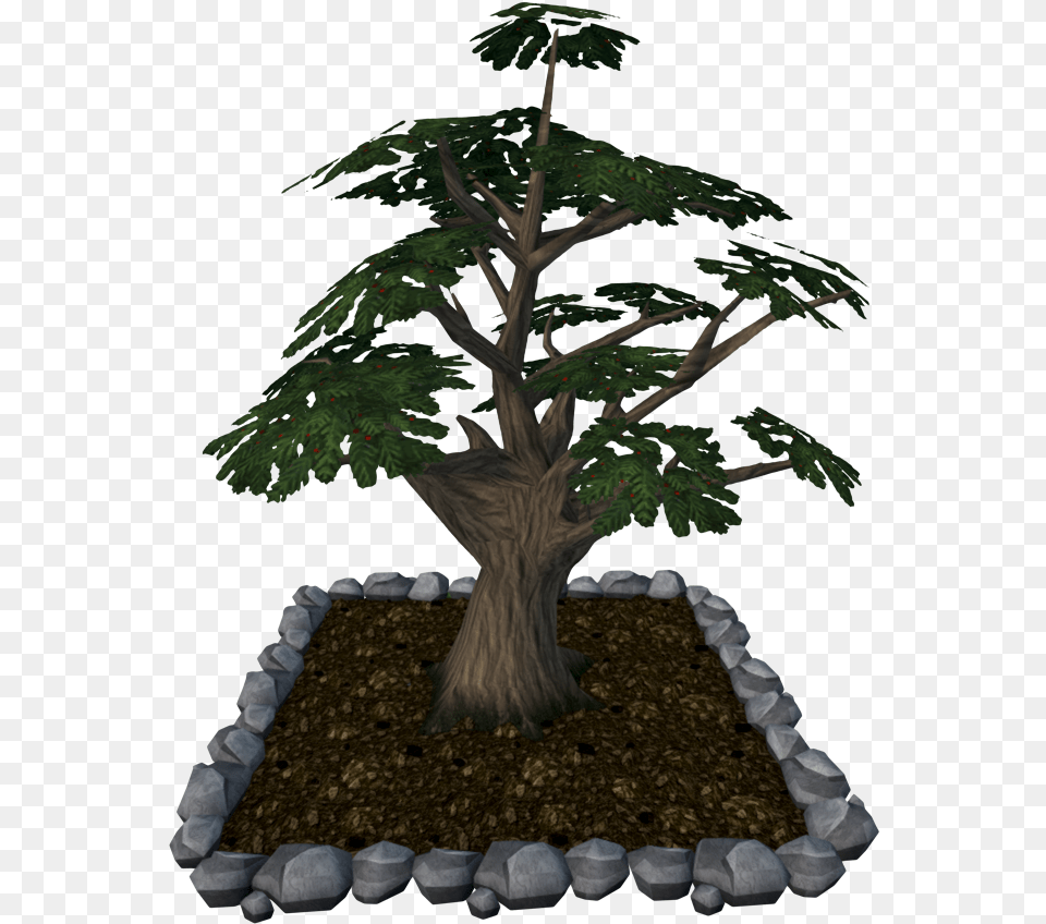 Enchanted Tree The Runescape Wiki Sageretia Theezans, Conifer, Plant, Potted Plant, Tree Trunk Free Transparent Png