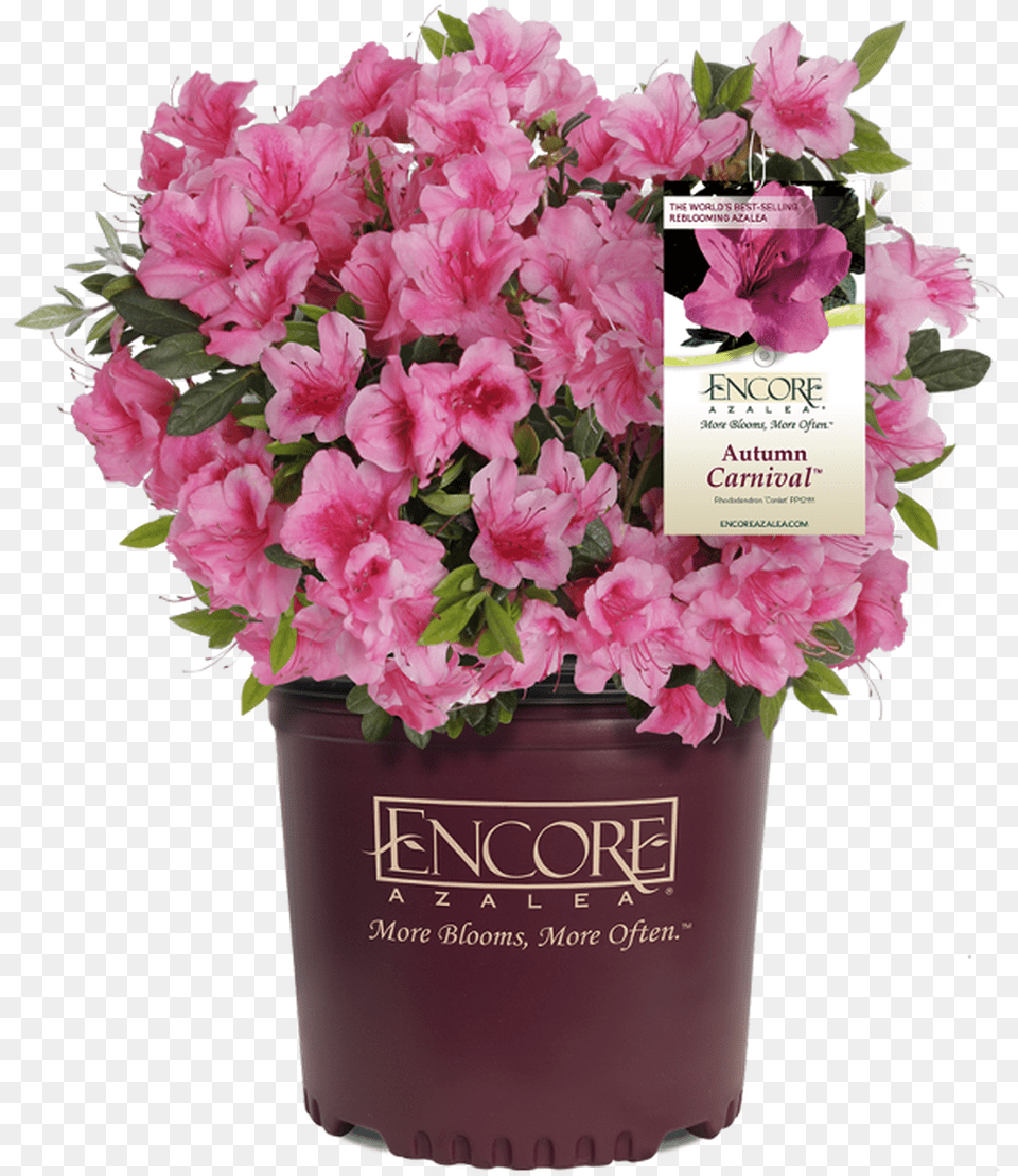 Encore Azalea, Flower, Flower Arrangement, Geranium, Plant Free Png
