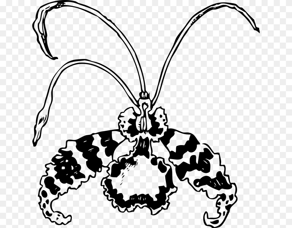 Encyclia Drawing Plants Flowering Plant Orchid Mantis, Gray Free Transparent Png