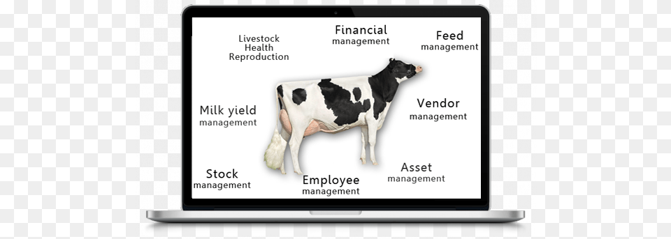 End To End Management Software Dairy Cow, Animal, Cattle, Dairy Cow, Livestock Png