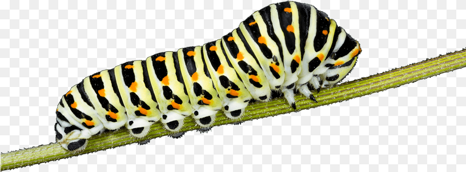 Endangered Caterpillars, Animal, Insect, Invertebrate, Worm Free Png