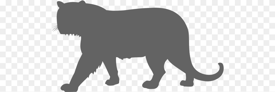 Endangered Panther Tiger Size Comparison, Animal, Bear, Mammal, Wildlife Free Png