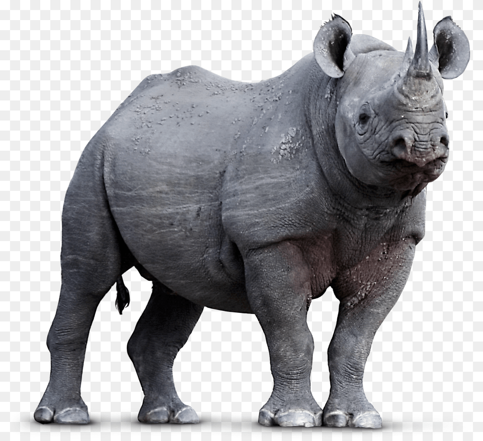 Endangered Species, Animal, Elephant, Mammal, Wildlife Free Transparent Png