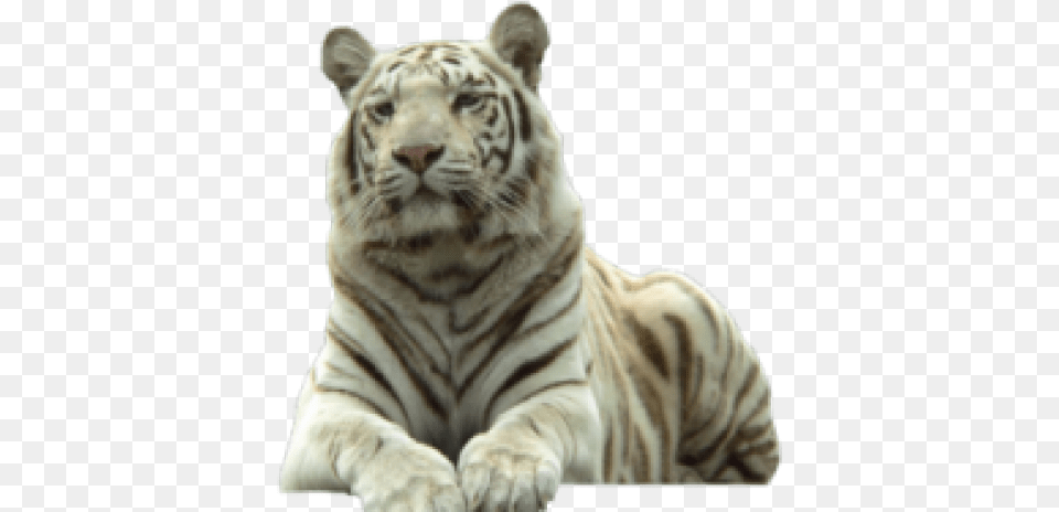 Endangered White Tiger, Animal, Mammal, Wildlife Free Png Download