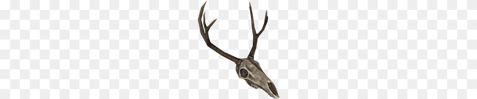 Enderaldeer Skull, Antler, Animal, Deer, Mammal Free Png Download