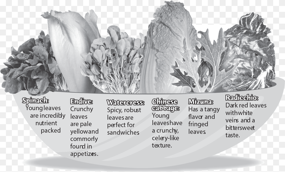 Endive, Ice, Plant, Flower, Herbal Png Image