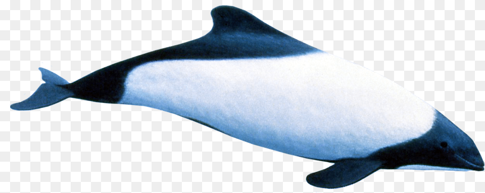 Endless Ocean Wiki Killer Whale, Animal, Sea Life, Fish, Mammal Free Png Download