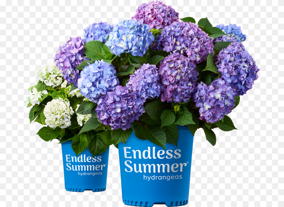Endless Summer Hydrangea, Flower, Flower Arrangement, Flower Bouquet, Geranium Free Png Download