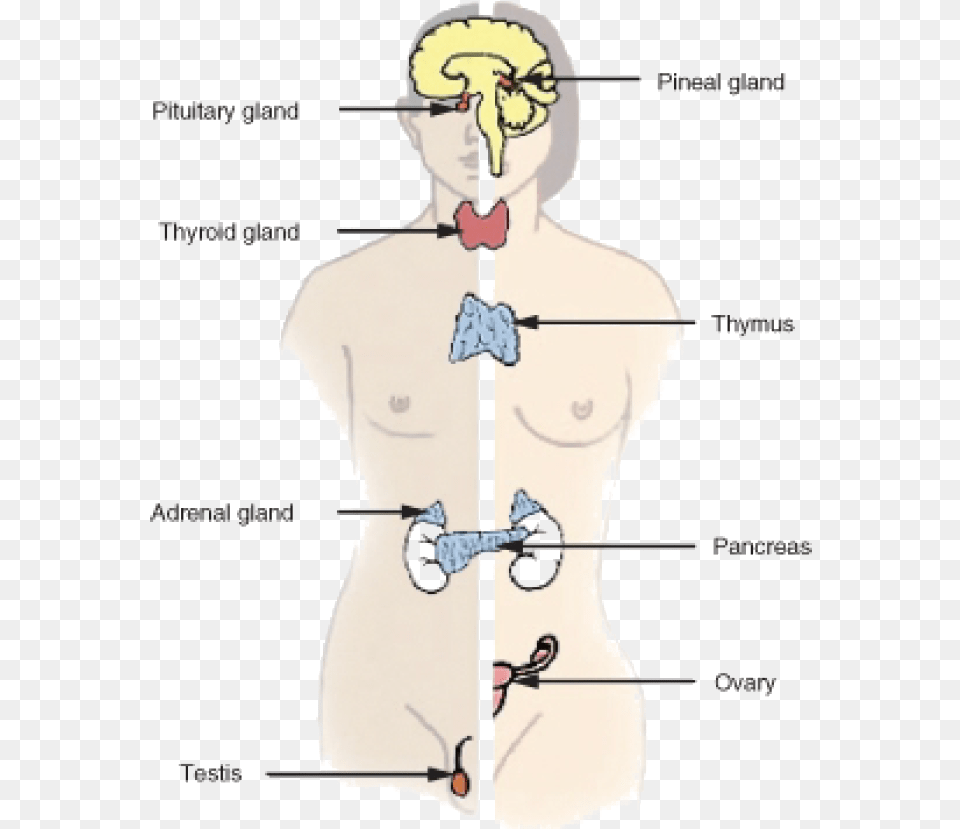 Endocrine System Endocrine System Main Organs, Chart, Plot, Adult, Female Free Png Download