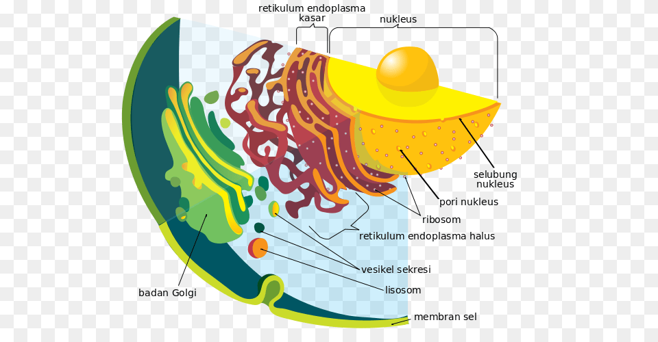 Endomembrane System Diagram Id, Clothing, Hat, Art, Graphics Free Transparent Png