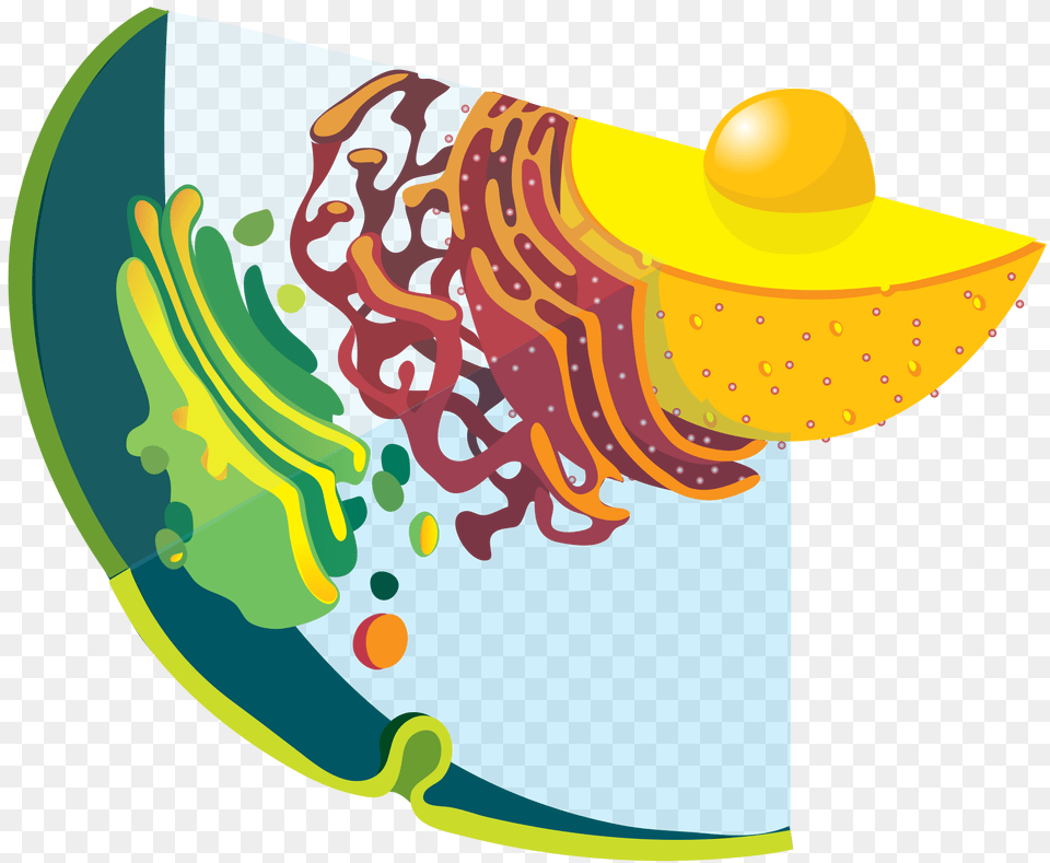 Endomembrane System Diagram Notext, Clothing, Hat, Nature, Outdoors Free Transparent Png