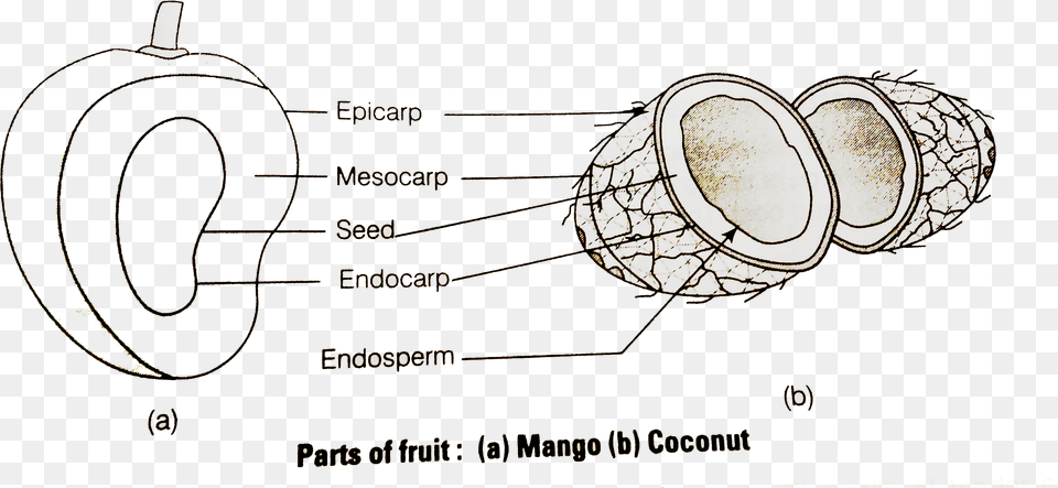 Endosperm Coconut, Lighting, Sphere, Nature, Night Png