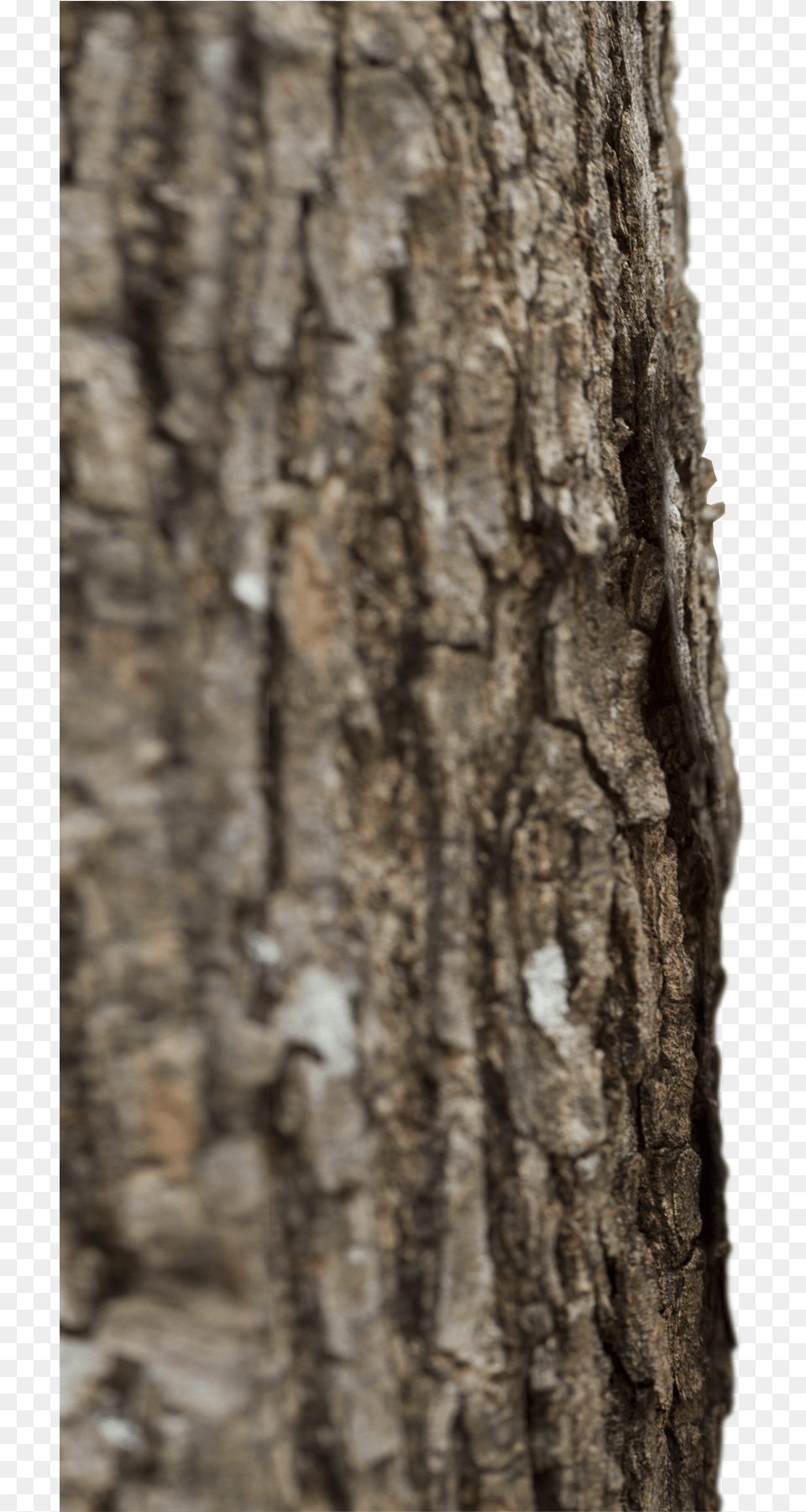 Endoterapia Arborea Tronco De Rbol, Plant, Tree, Tree Trunk Free Transparent Png