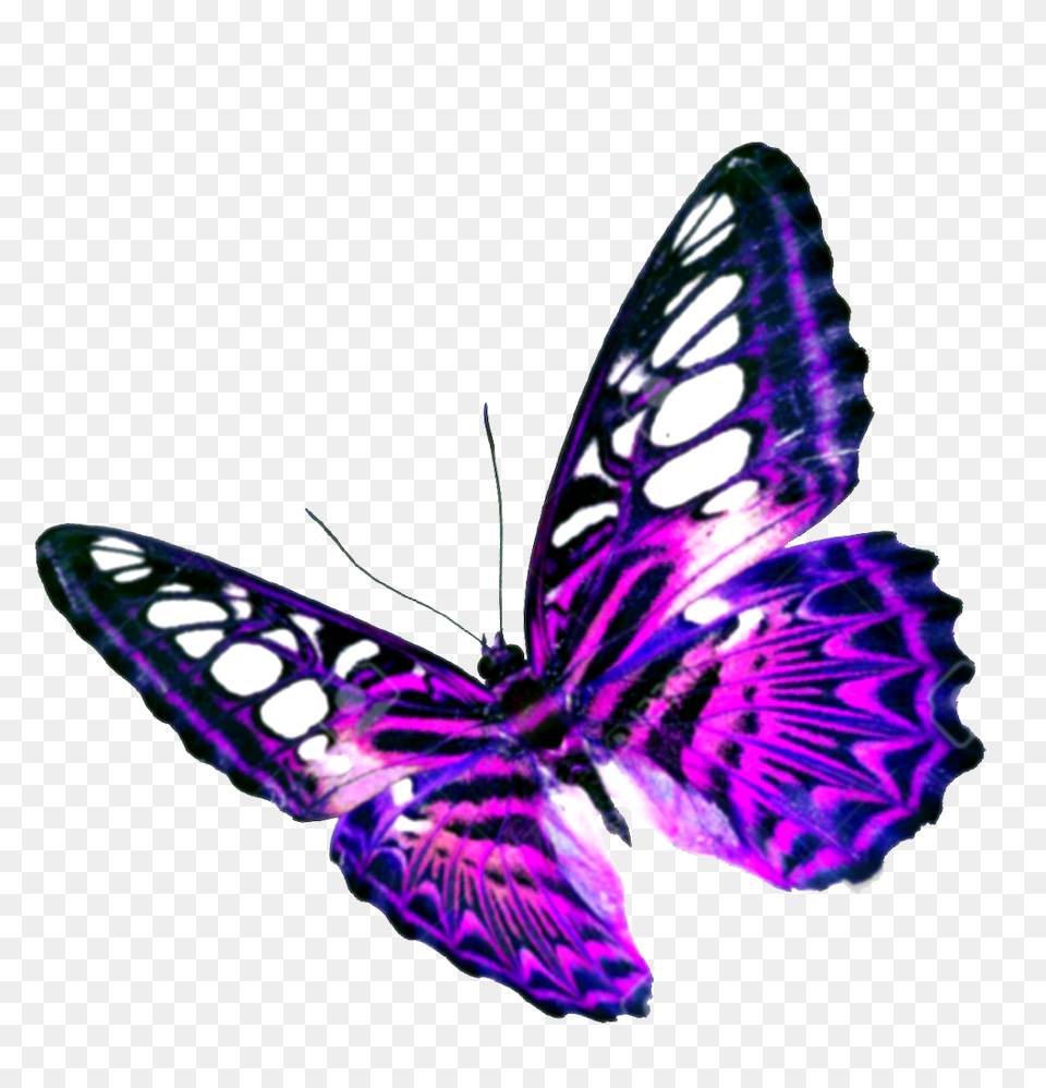 Endquiz, Purple, Animal, Butterfly, Insect Png Image