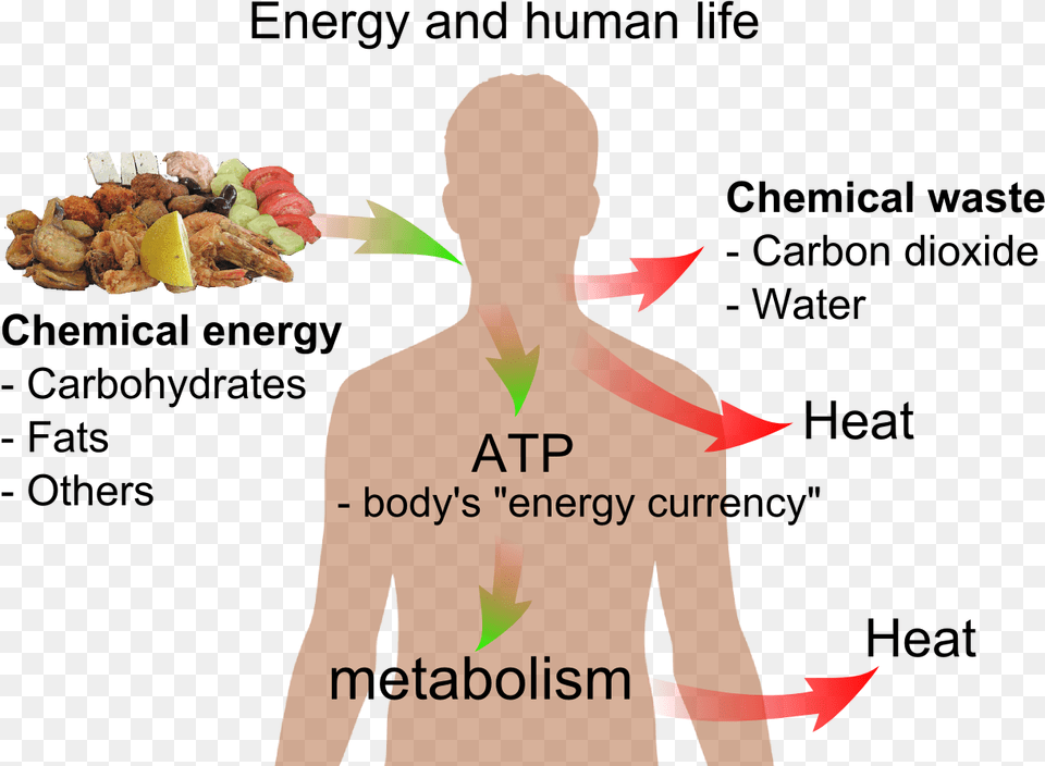 Energy And Life, Adult, Male, Man, Person Free Png Download