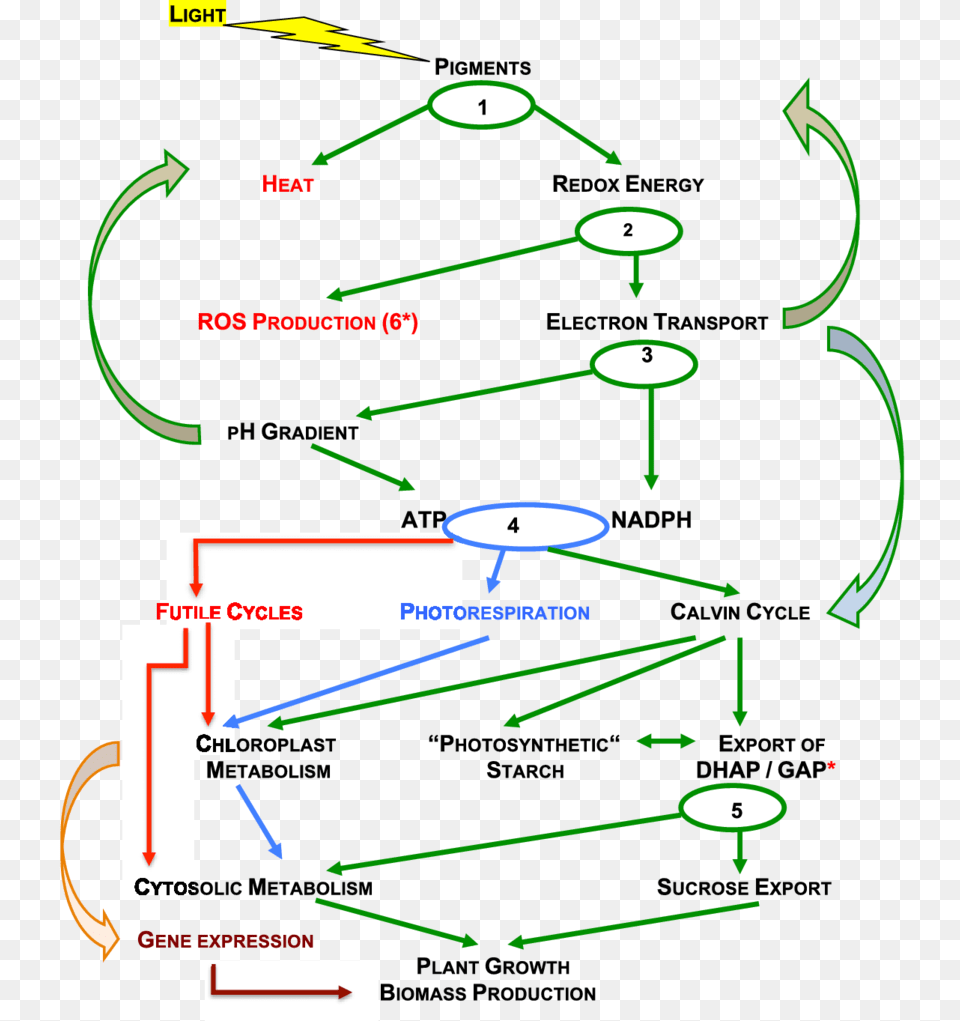 Energy And Metabolite Flow In Photosynthesis, Light Free Transparent Png