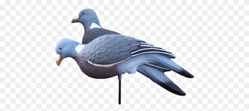 Enforcer Pigeon Decoys, Animal, Bird Png Image