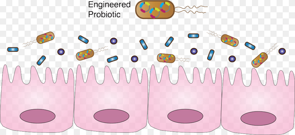Engineered Probiotics As Living Medicine Probiotic Synthetic Biology, Accessories Free Transparent Png