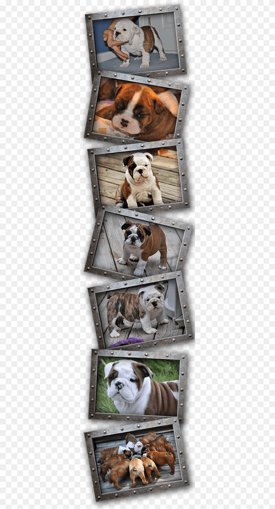 English Bulldog, Animal, Canine, Dog, Mammal Free Transparent Png