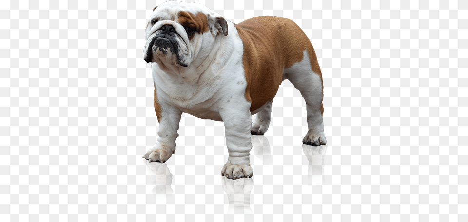 English Bulldog 6 Image Engelse Bulldog, Animal, Canine, Dog, Mammal Free Png Download