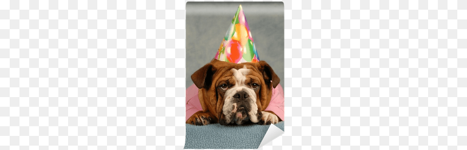 English Bulldog Dressed Up Pink Sweater And Birthday Bulldog, Clothing, Hat, Animal, Canine Png