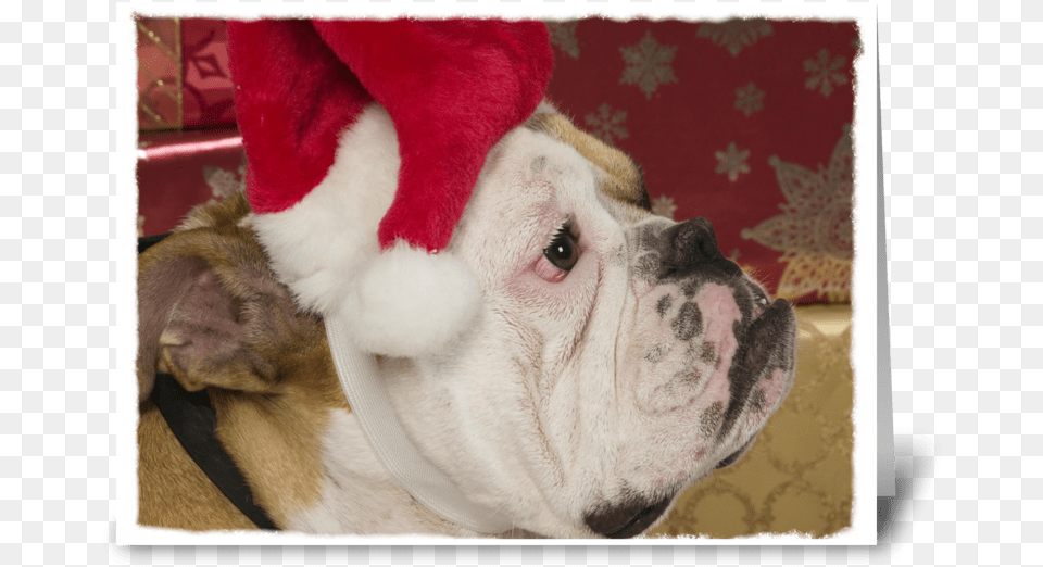 English Bulldog Not Merry Greeting Card French Bulldog, Animal, Canine, Dog, Mammal Png Image