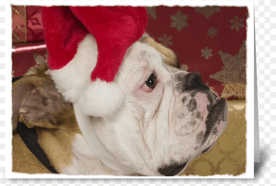 English Bulldog Not Merry Greeting Card French Bulldog, Animal, Canine, Dog, Mammal Png