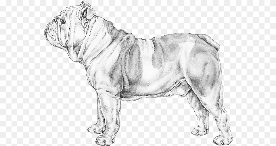 English Bulldog Peso De Un Bulldog Ingles, Animal, Canine, Lion, Mammal Png